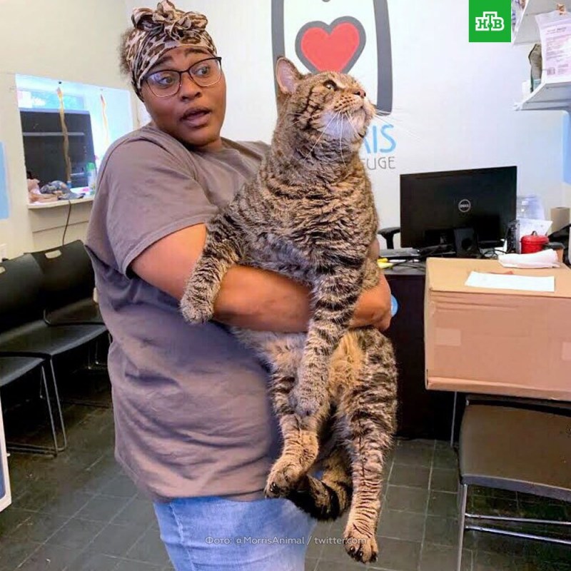 Огромный кот