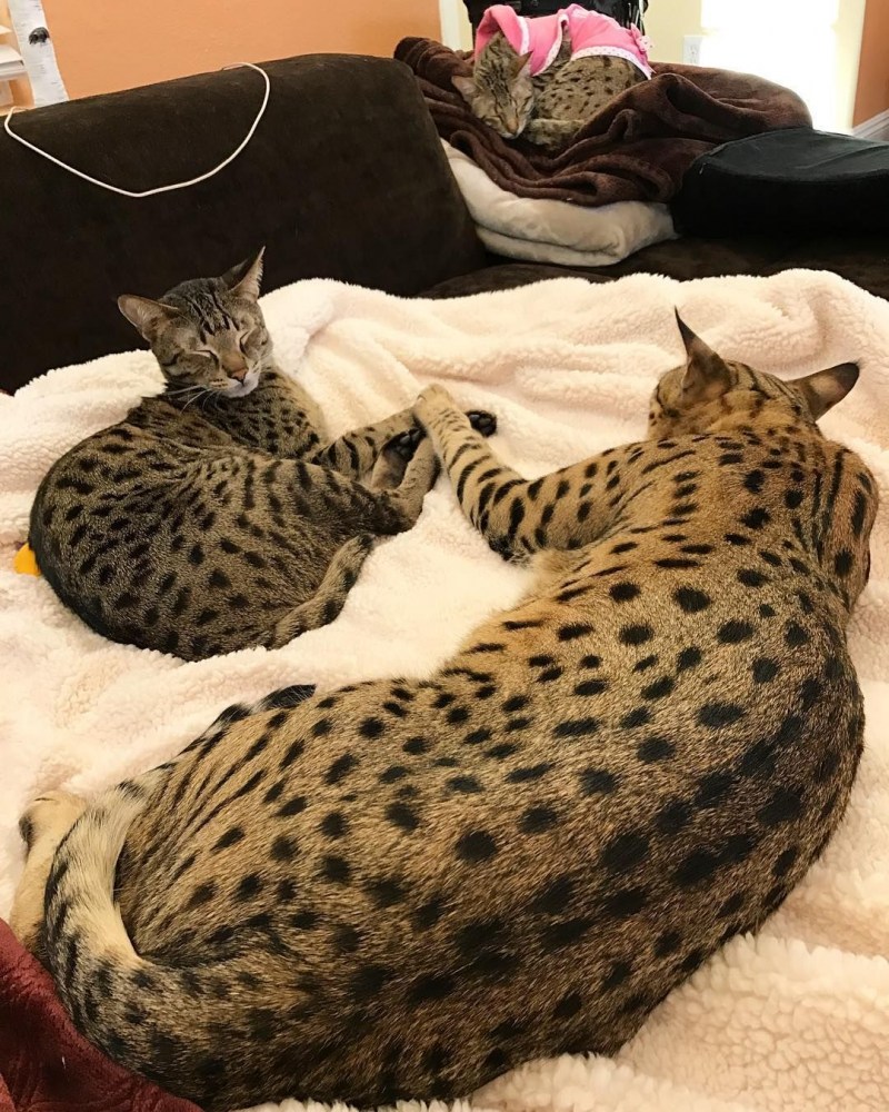 Бенгальская Саванна кошка