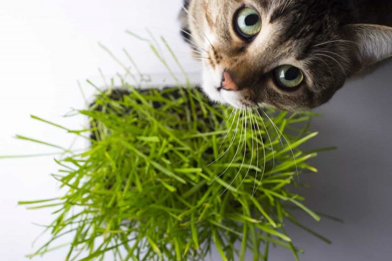 Котик кусает траву