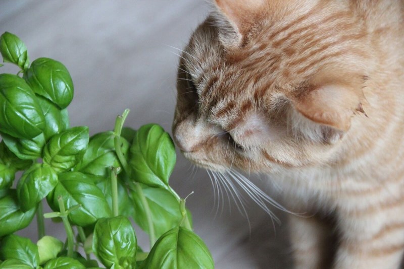 Кошки и растения