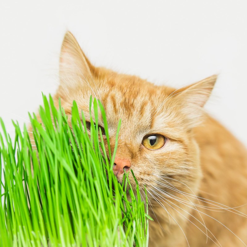 Овес для кота