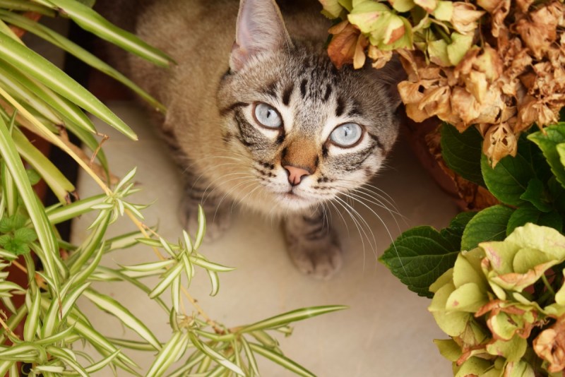 Комнатный цветок который любят кошки