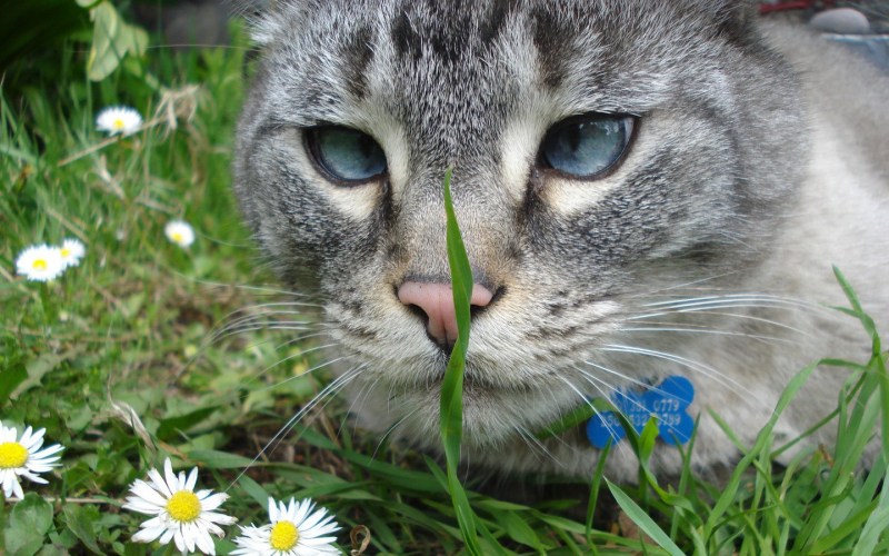 Кот ест траву