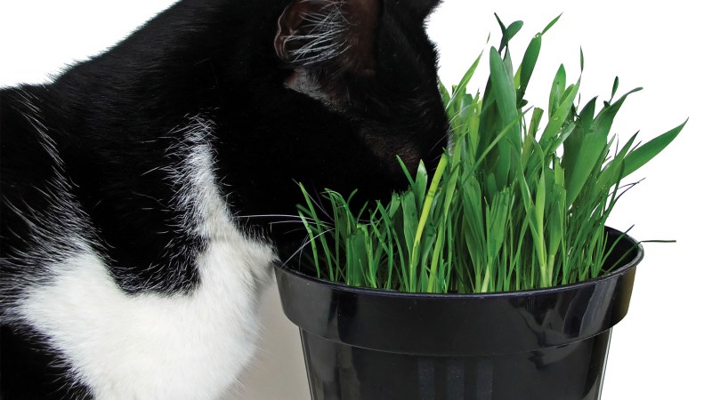 Cat eat Cat Mint