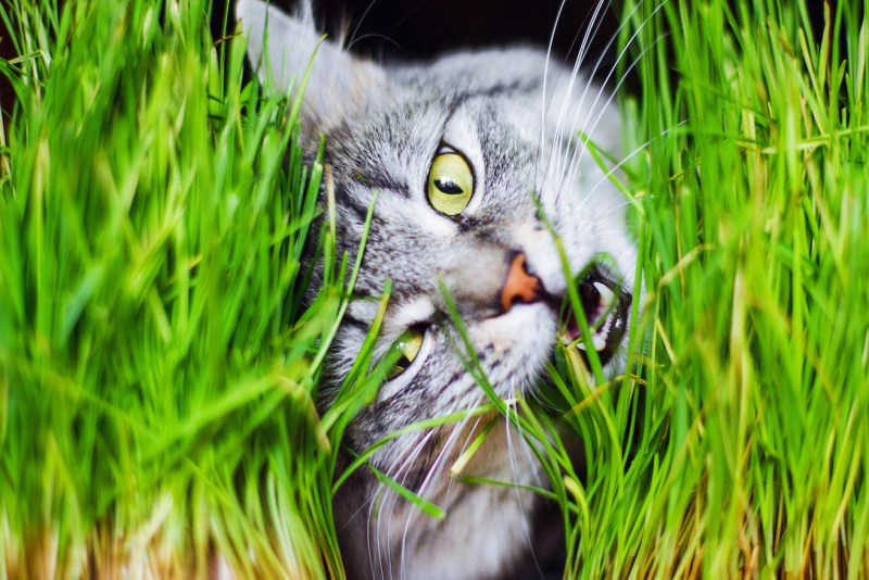 Коты едят траву