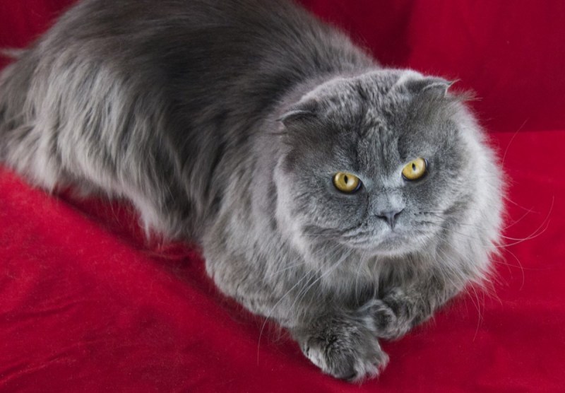 Скоттиш фолд длинношерстная, Шотландская