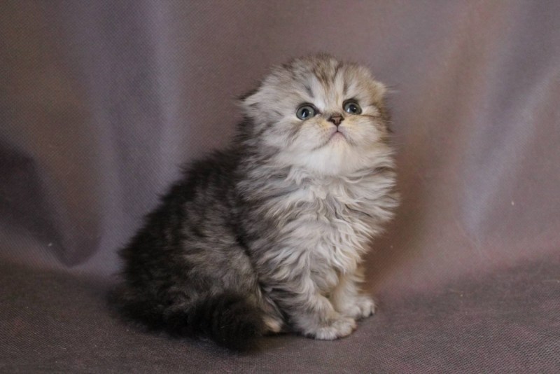Шотландская вислоухая кошка хайленд фолд