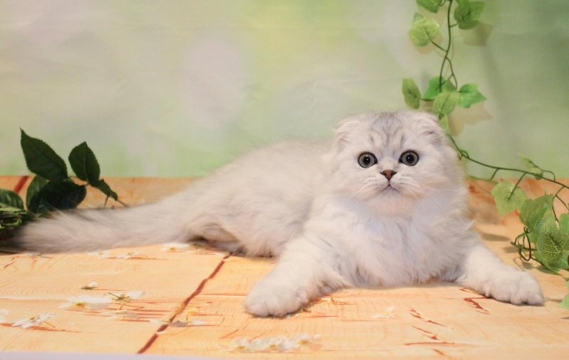 Корноухий кот