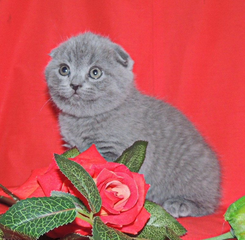 Белый кот хайленд фолд