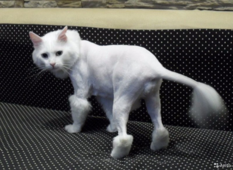 Стрижка ангорского кота