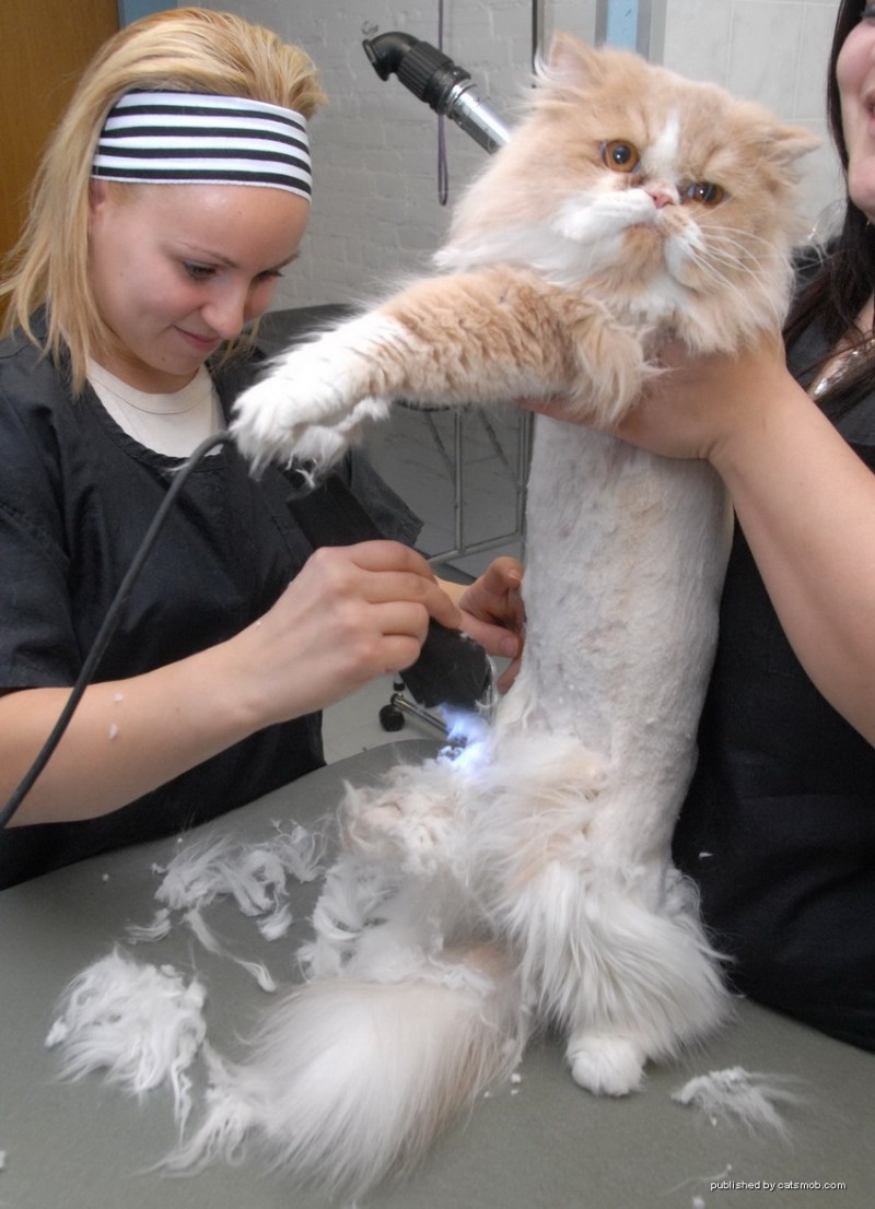 Подстриженный пушистый кот