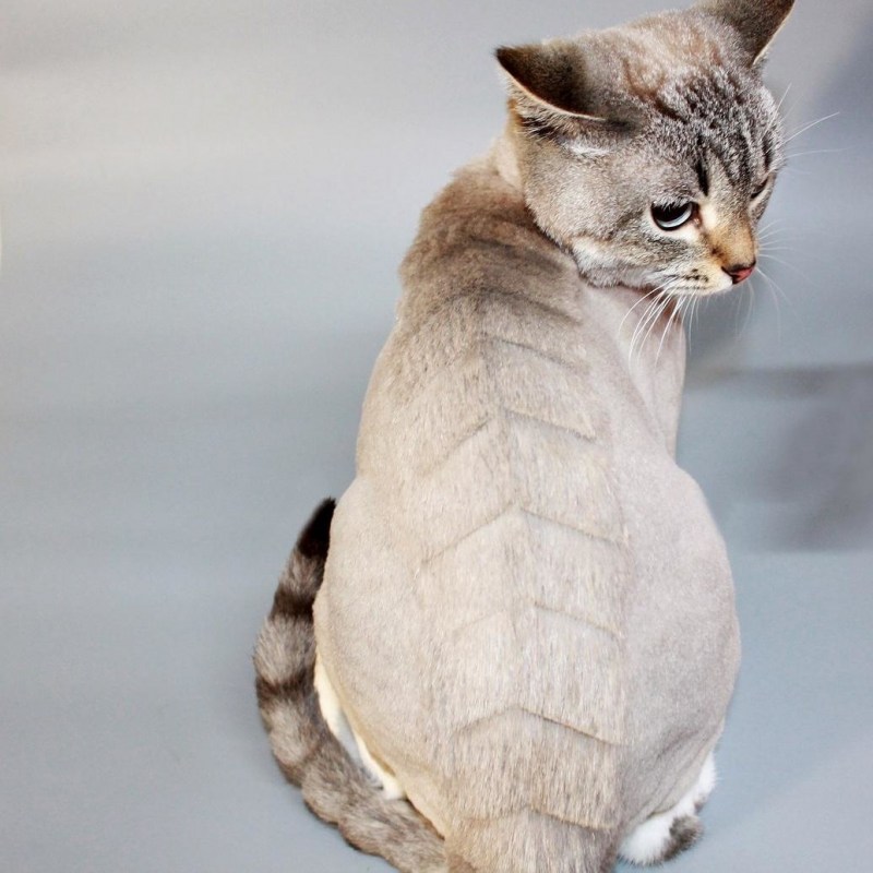 Стрижка короткошерстных кошек