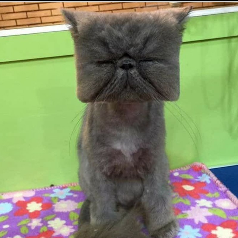 Прикольные стрижки котов