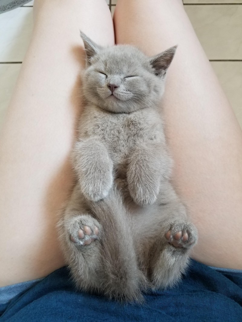 Бритая кошка смешная