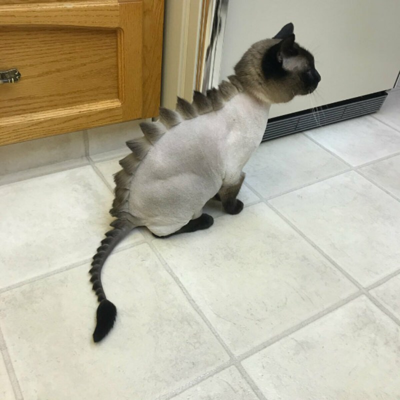 Стрижка котов