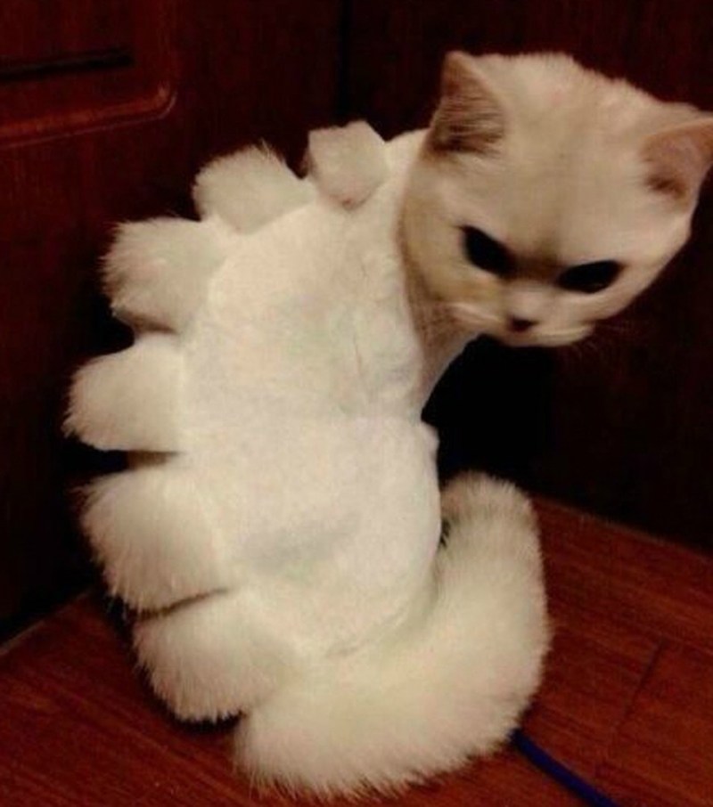 Стрижка кота налысо