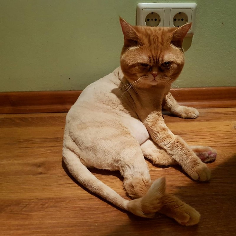 Бритый кот