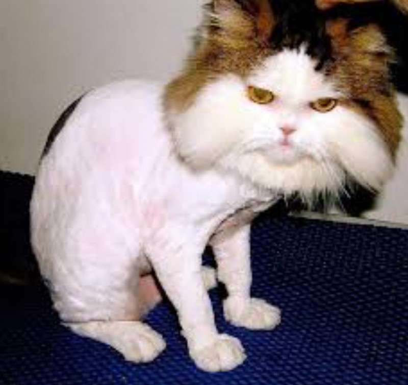 Бритый кот