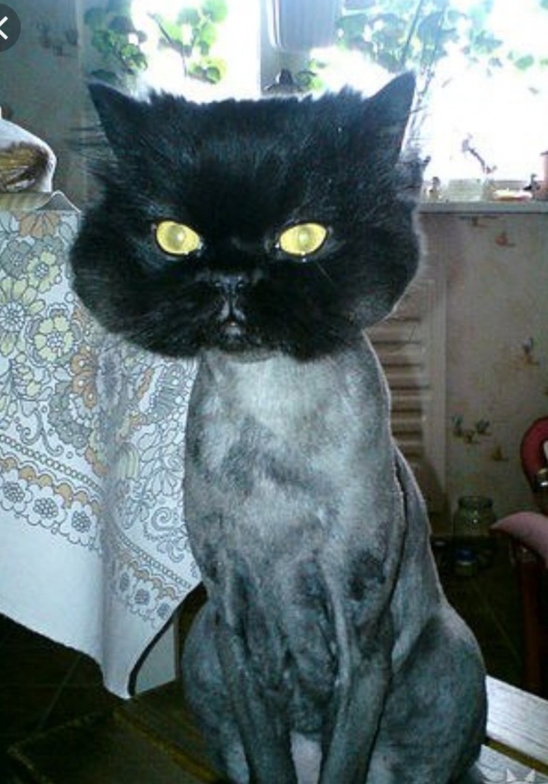 Бритый кот
