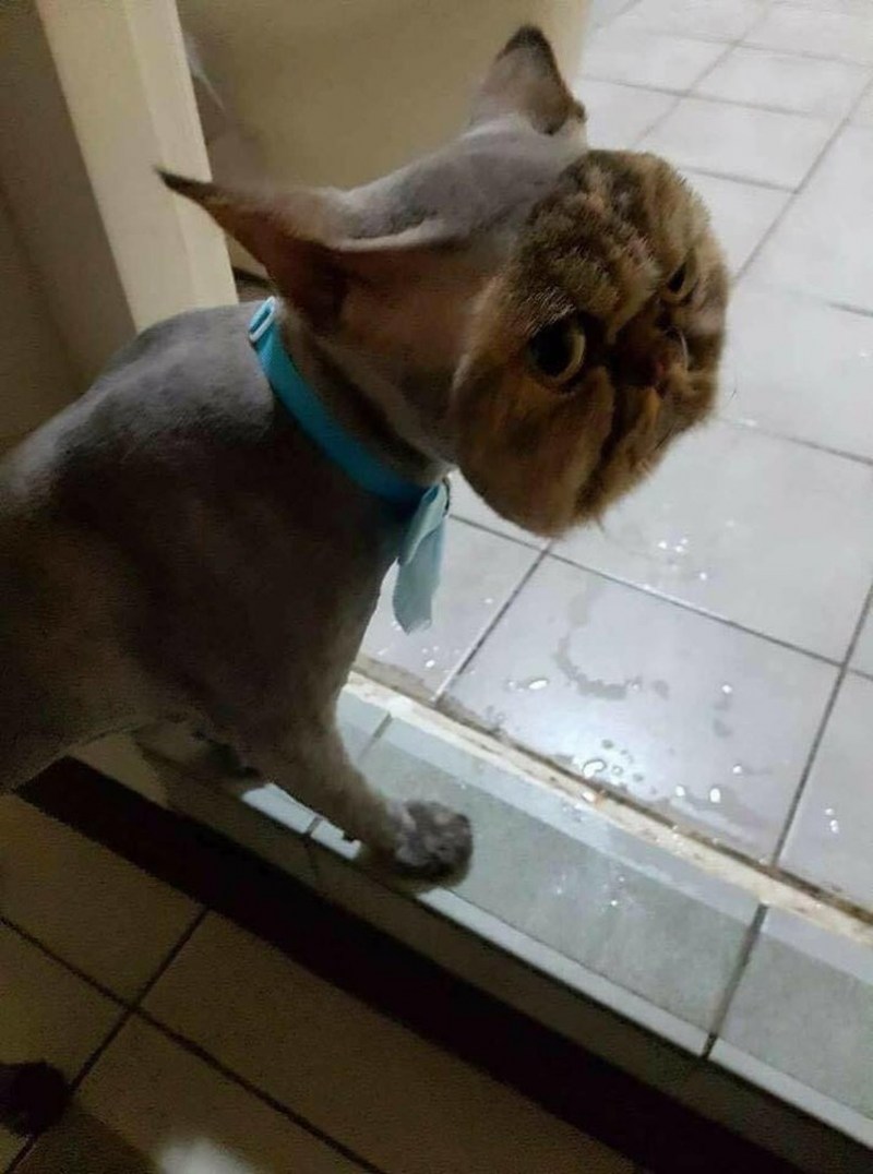 Смешная стрижка кота