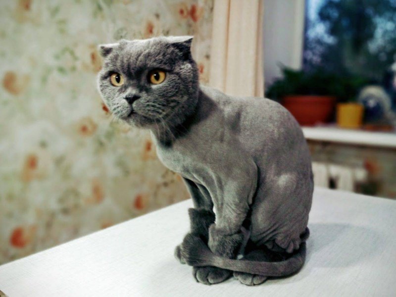 Стрижки котов шотландских вислоухих