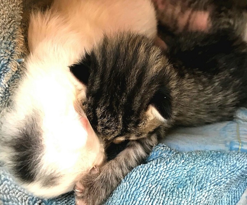 Котята рождаются с зубами