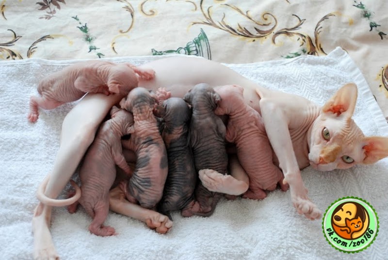 Кошка может родить котят