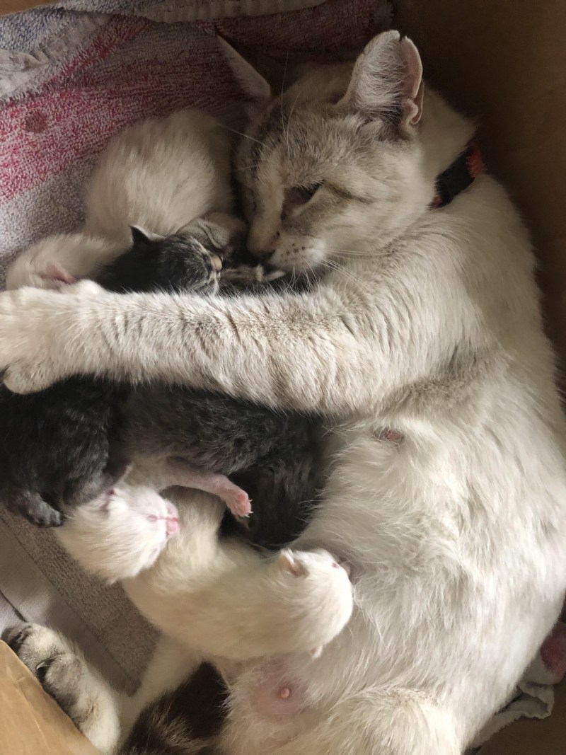 Рождение котят проект школьный