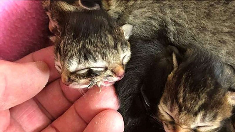 Шотландские котята рожденные
