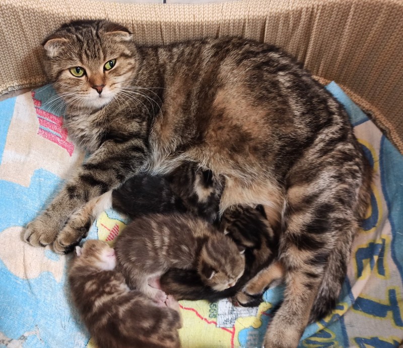 Кошка с родившимися котятами