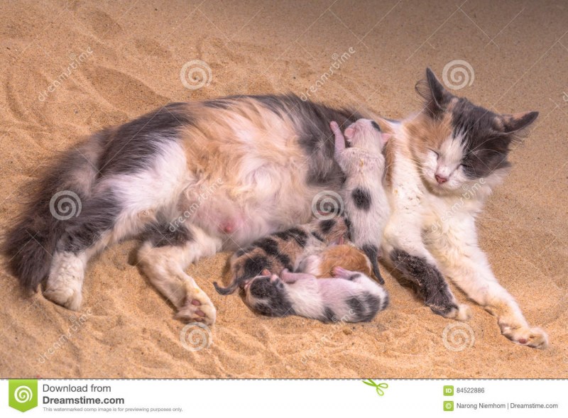 Беременная кошка с котятами