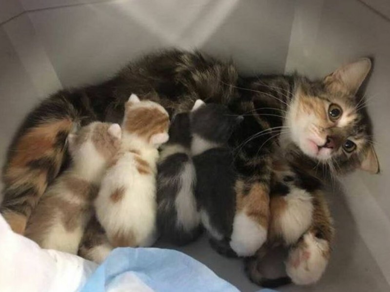Маленькие котята только родившиеся
