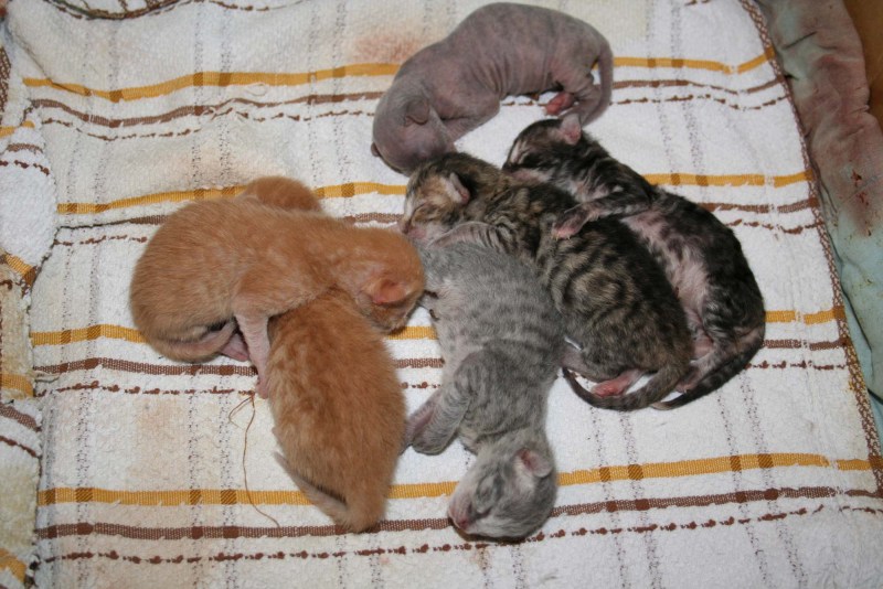 Месячный котенок