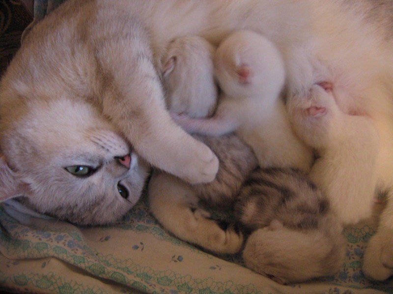 Беременная кошка с котятами