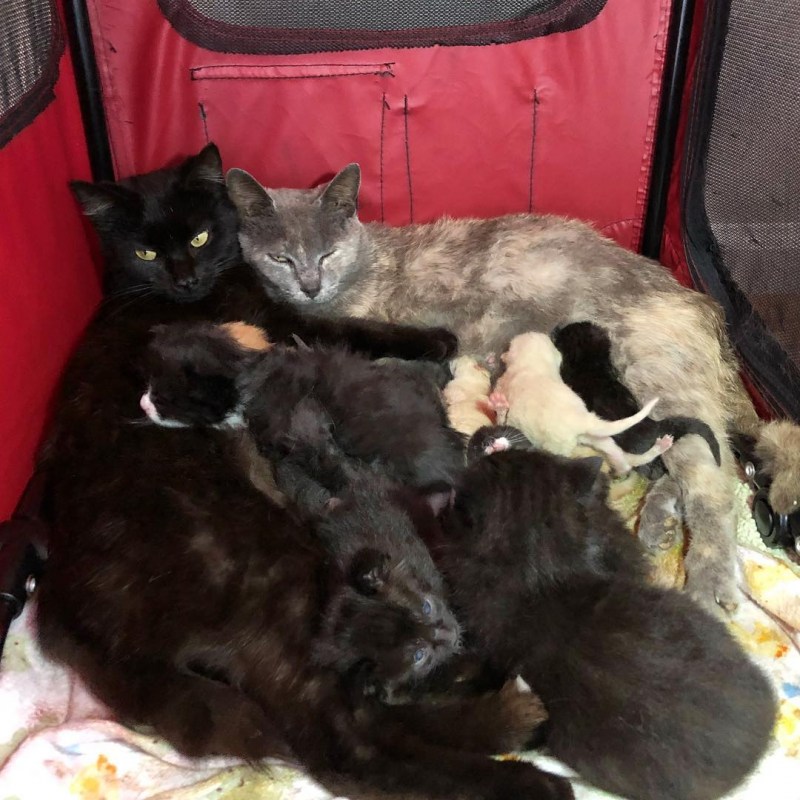 Беременная кошка с котятами