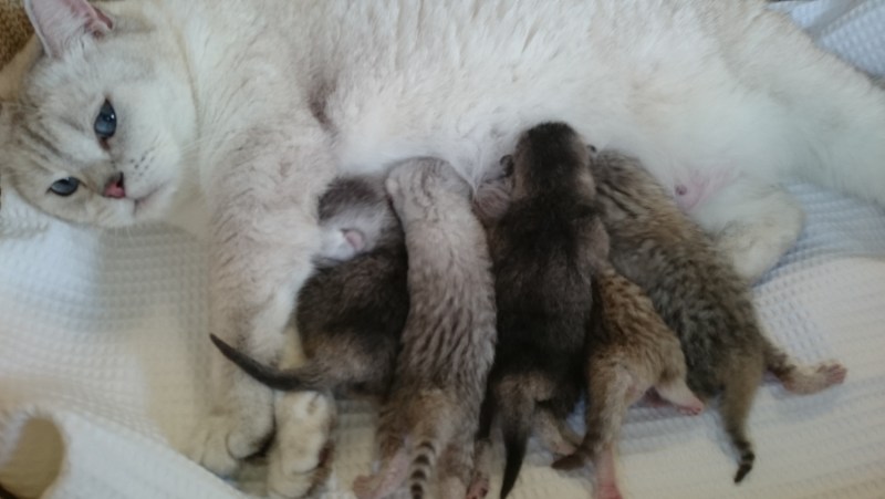 Кошка усыновила бельчат