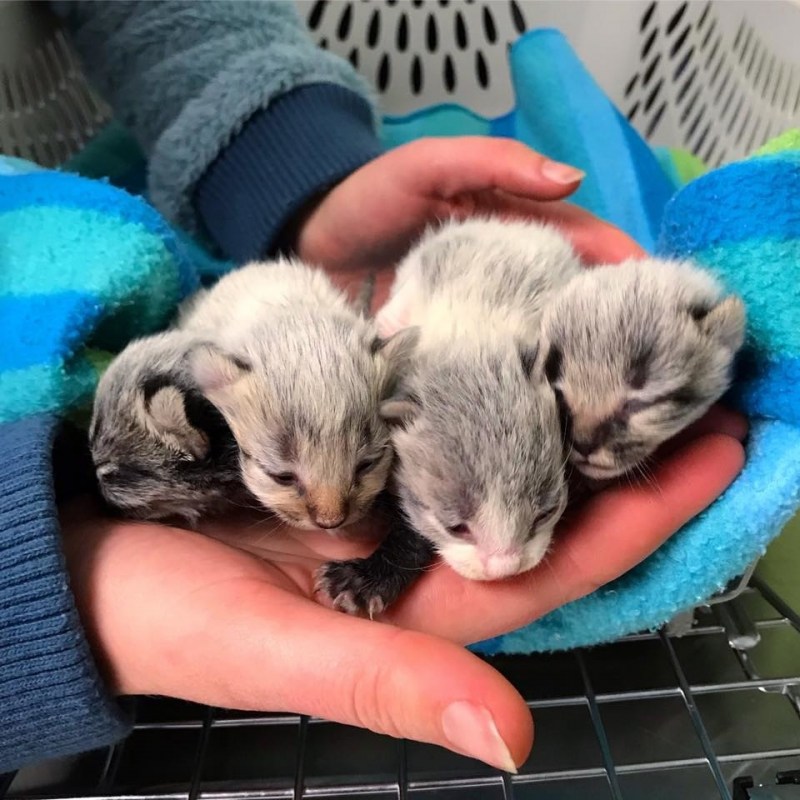 Трехнедельный котенок