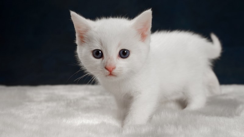 Белая кошка название