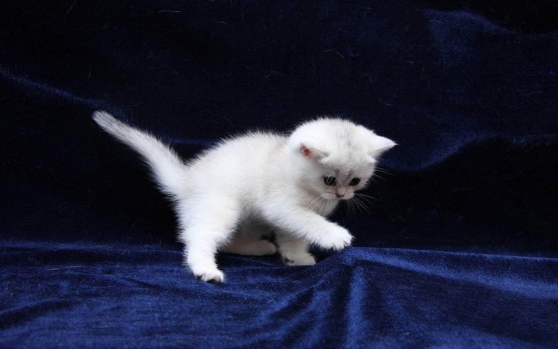Домашняя кошка белая