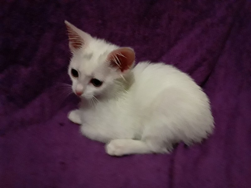 Черный и белый котенок
