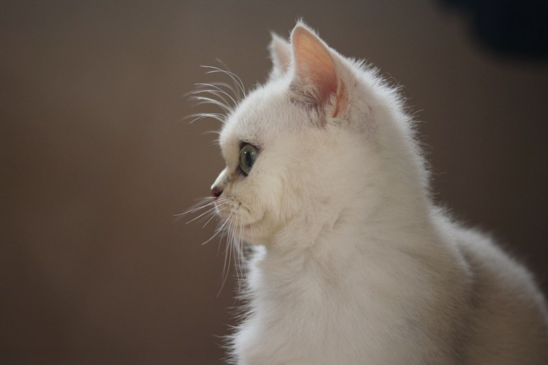 Котята ухи чорные и хвост