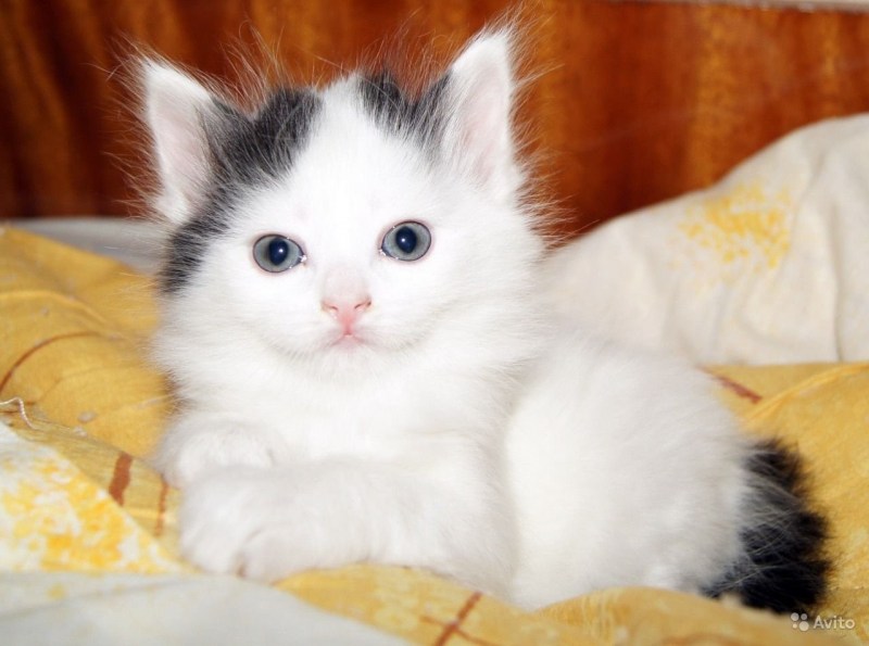 Белые коты с чёрными ушами