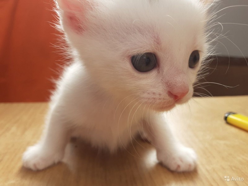 Бежево белый котенок