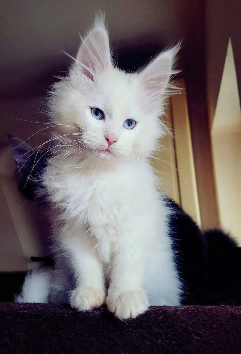 Котята белого окраса