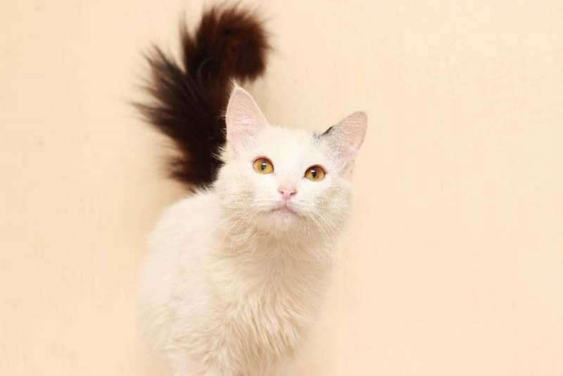 Кошка белая