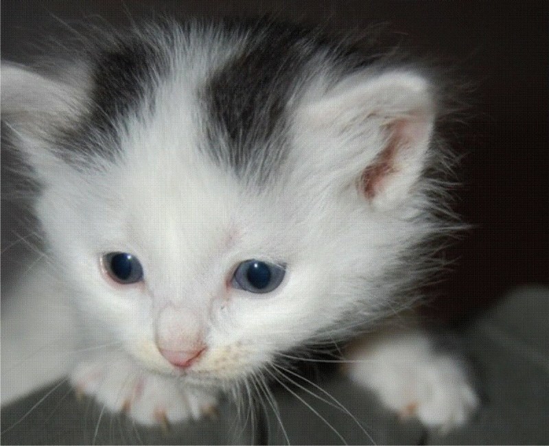 Котенок белый с пятнышками