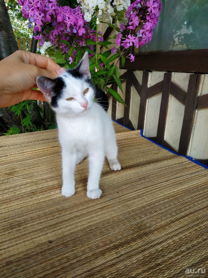 Рэгдолл кот белый
