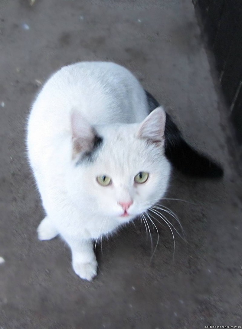 Белая кошка в профиль