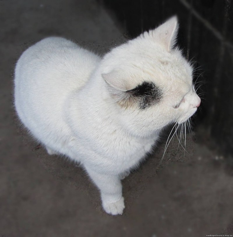 Котенок белый на спине