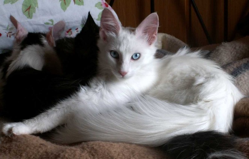 Белый худенький котенок